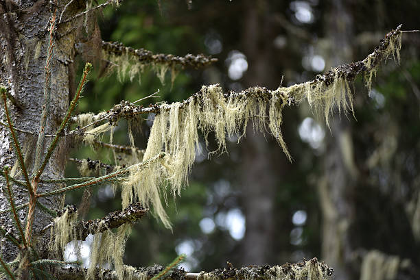 Close up pine tree flower.