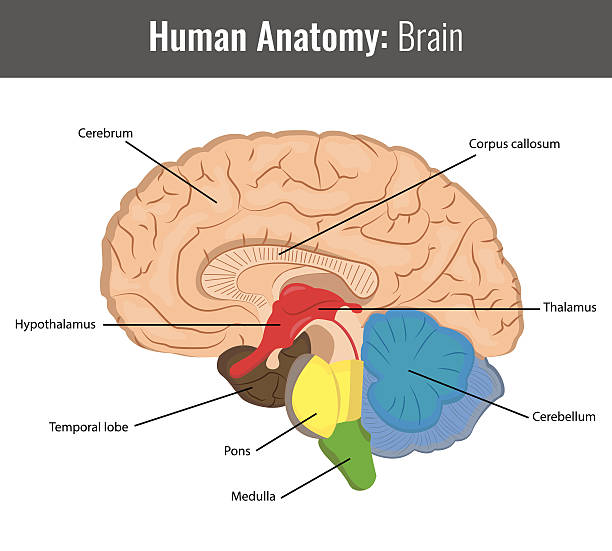 人間の脳の詳細な構造です。ベクトルの医療 - gyrus点のイラスト素材／クリップアート素材／マンガ素材／アイコン素材