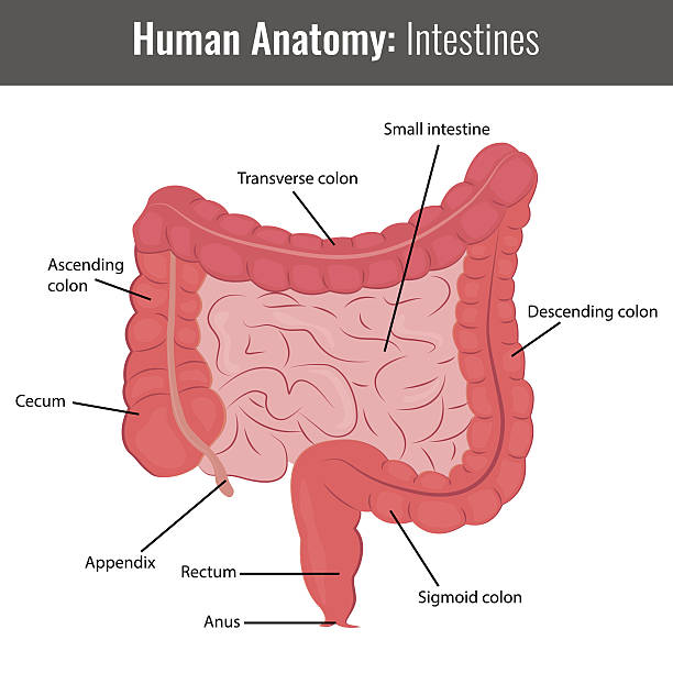 Human Intestines detailed anatomy. Vector Medical Human Intestines detailed anatomy. Vector Medical illustration. human duodenum stock illustrations