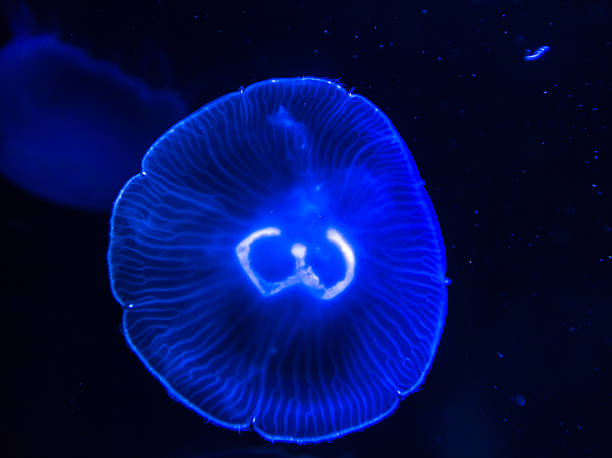 istock Moon Jellyfish in sea water 529058716