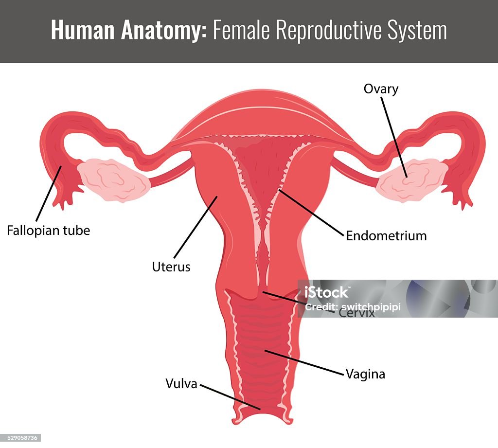 Female reproductive system detailed anatomy. Vector Medical Female reproductive system detailed anatomy. Vector Medical illustration. Anatomy stock vector