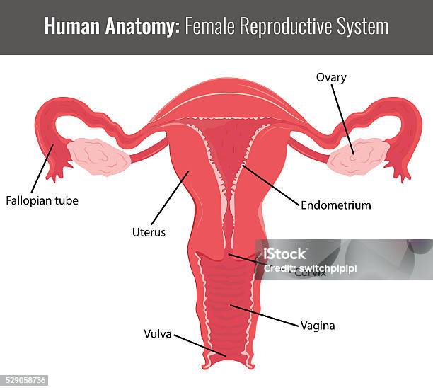 Female Reproductive System Detailed Anatomy Vector Medical Stock Illustration - Download Image Now