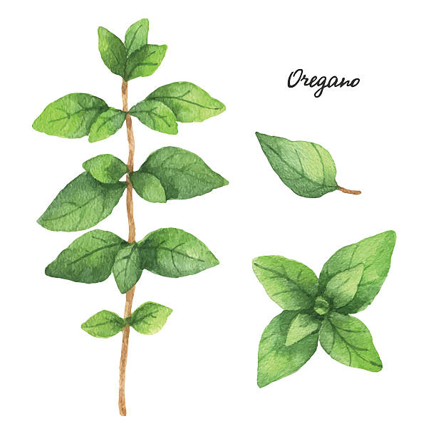 акварельные ветви и листья орегано. - oregano stock illustrations