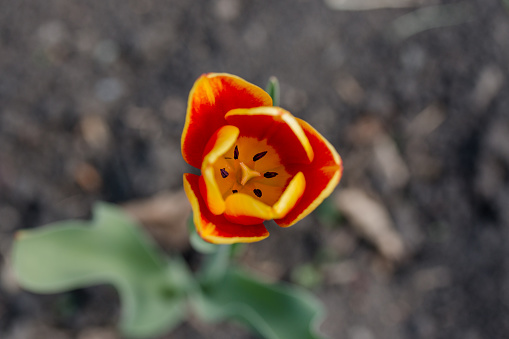 top view of a red tulip blooms