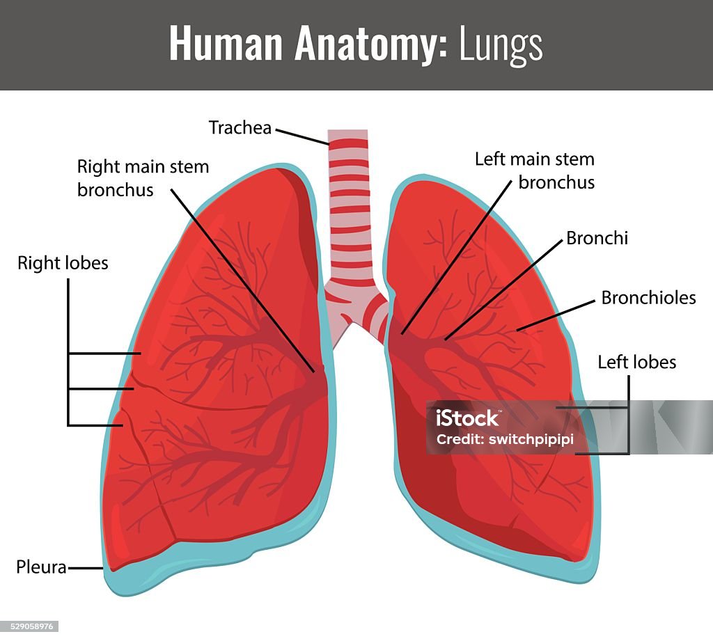 Anatomia os pulmões detalhadas. Vetor médico - Vetor de Anatomia royalty-free