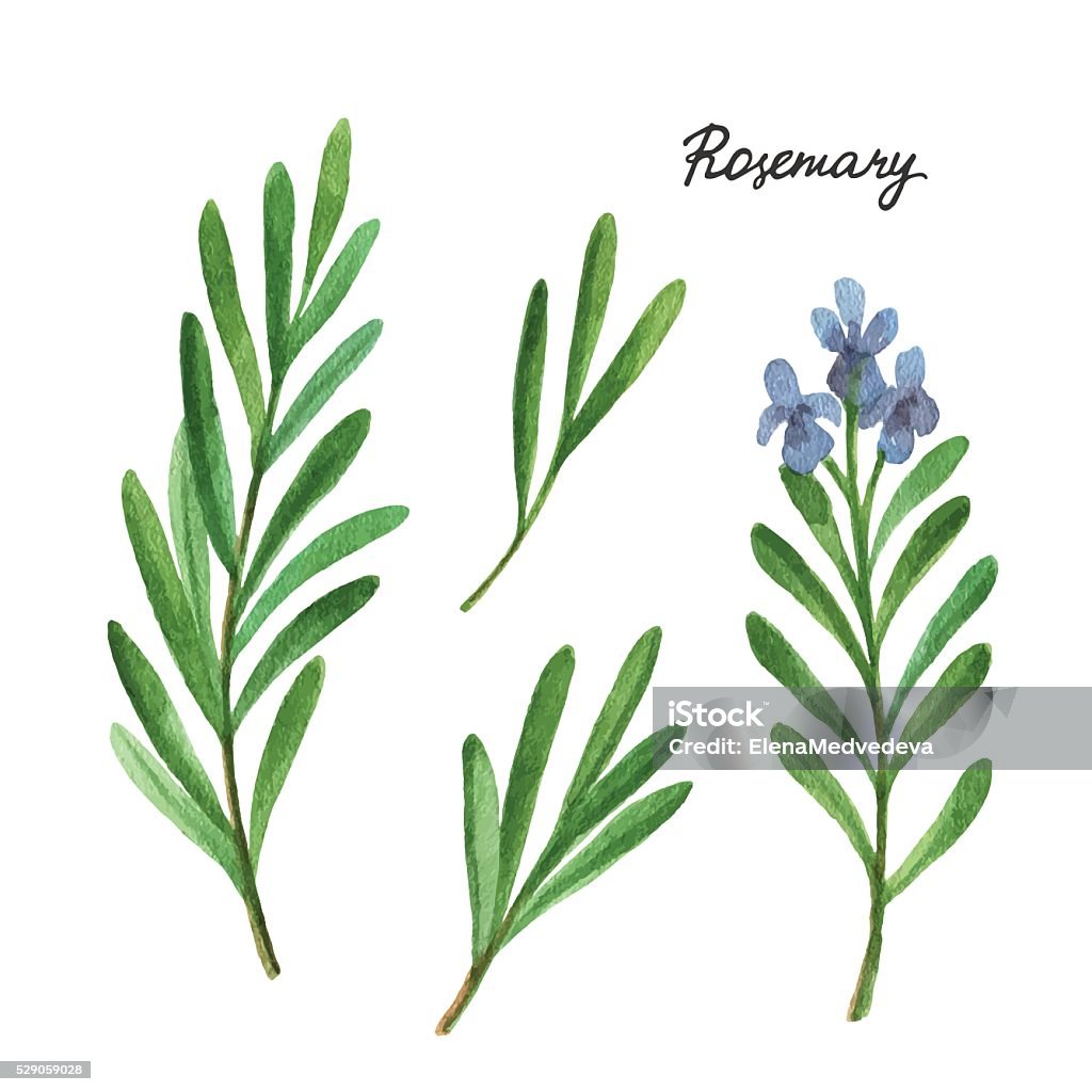 Watercolor branches and leaves of rosemary. Watercolor branches and leaves of rosemary. Eco products isolated on white background. Watercolor vector illustration of culinary herbs and spices to your menu. Rosemary stock vector