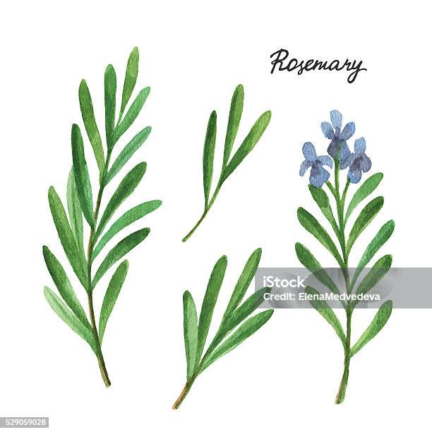 Watercolor Branches And Leaves Of Rosemary Stock Illustration - Download Image Now - Rosemary, Watercolor Painting, Herb