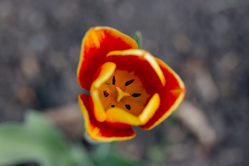 tulip's large flowers usually bloom on scapes with leaves in a rosette at ground level and a single flowering stalk arising from amongst the leaves