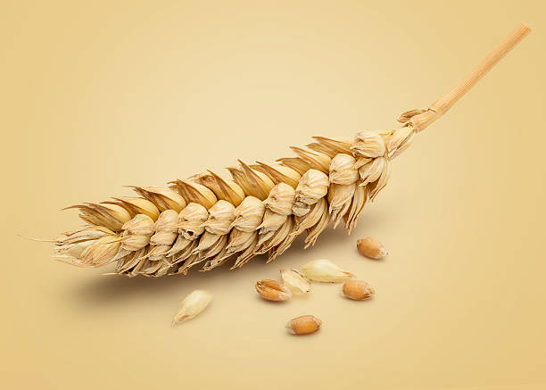Dried Wheat Ear stock photo