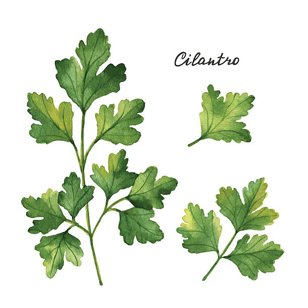 Watercolor branches and leaves of cilantro. Watercolor branches and leaves of cilantro. Eco products isolated on white background. Watercolor vector illustration of culinary herbs and spices to your menu. cilantro stock illustrations