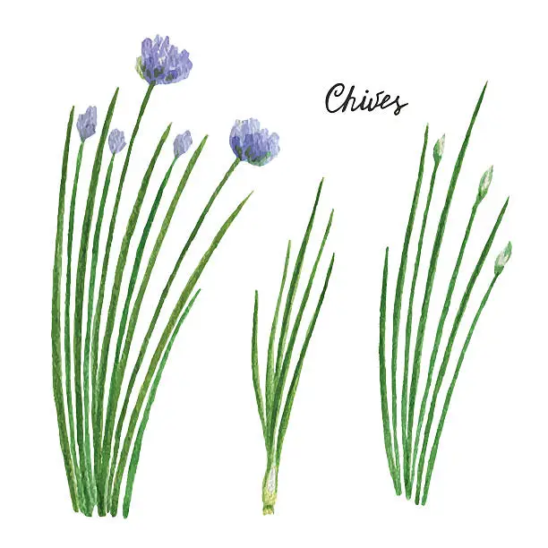 Vector illustration of Watercolor branches and leaves of chives.