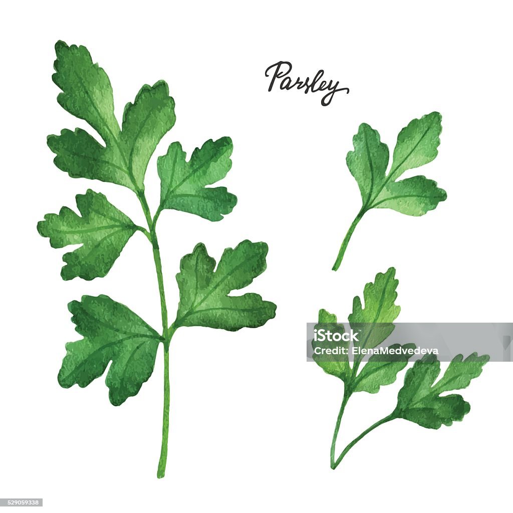 Watercolor branches and leaves of parsley. Watercolor branches and leaves of parsley. Eco products isolated on white background. Watercolor vector illustration of culinary herbs and spices to your menu. Parsley stock vector