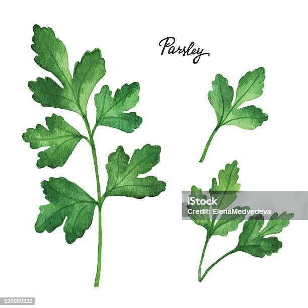 Watercolor Branches And Leaves Of Parsley Stock Illustration - Download Image Now - Parsley, Watercolor Painting, Illustration