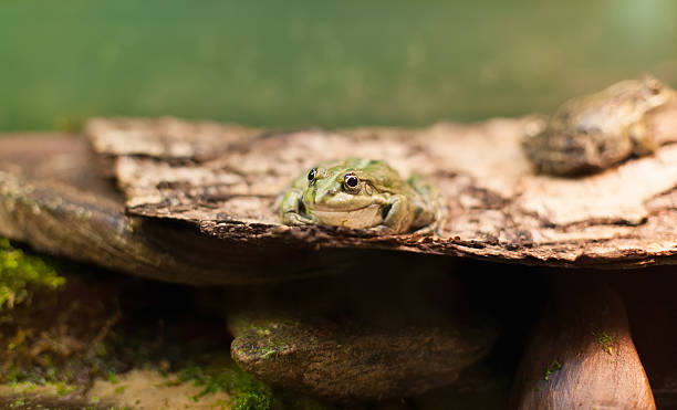istock Frog tropical reptile amasonia jungles animal 529059642