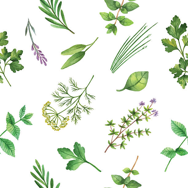 ilustraciones, imágenes clip art, dibujos animados e iconos de stock de acuarela patrón continuo dibujado a mano vector de de hierbas. - herbal medicine herb sage spice