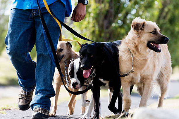 dogwalker mit seinen hund für einen spaziergang - group of dogs stock-fotos und bilder