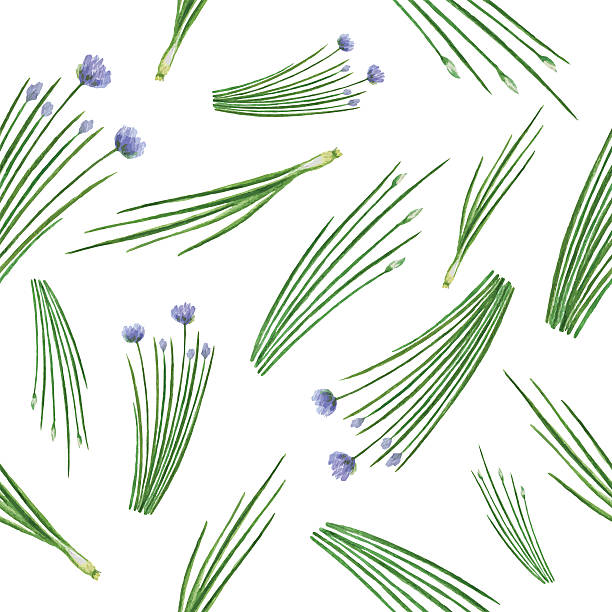 akwarela gładki wzór ręcznie narysowane szczypiorek zioło. - chive isolated herb freshness stock illustrations