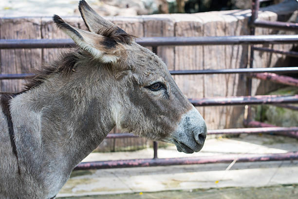 istock head shot of donkey in open zoo 529061754