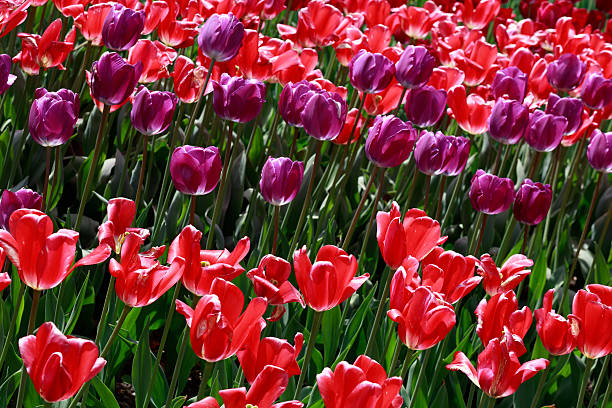 Tulips flowers field in park stock photo