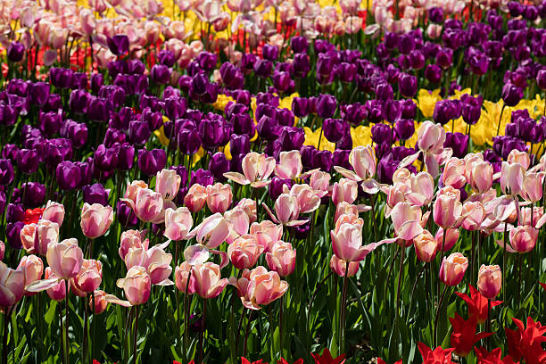 Tulips flowers field in park stock photo