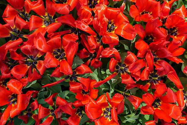 Tulips flowers field in park, top view stock photo