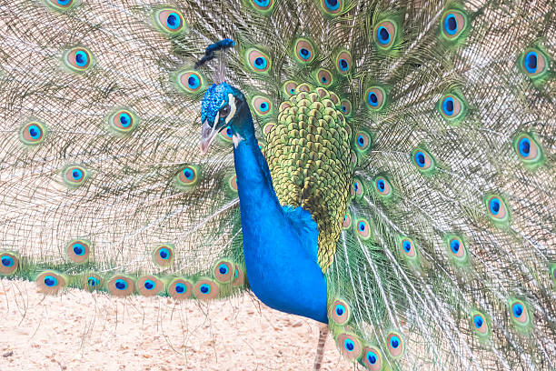 istock Pavo cristatus, Indian peafowl 529062872