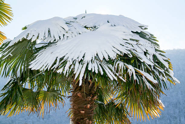 Group of palmtrees with snow on it at Lugano On Switzerland