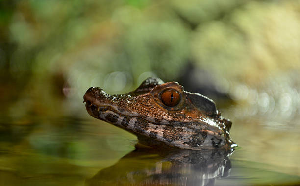 istock little crocodile over the water 529063810