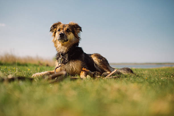 Close-up of Mixed-breed young dog laying in the grass. Shallow depth of field.