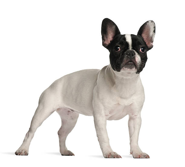 istock French Bulldog standing against white background 529065150