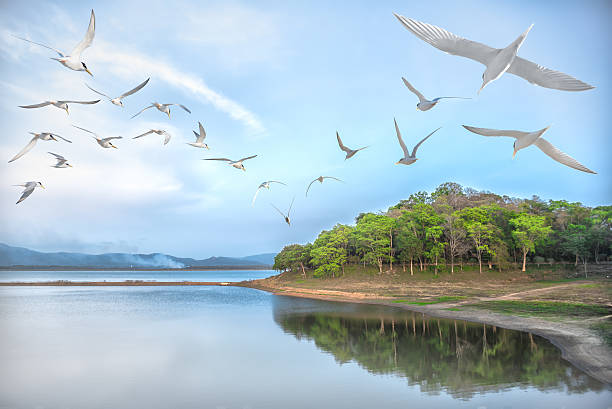 paisagem de aves com céu azul voador - gulls in flight birds over water foggy scene with birds imagens e fotografias de stock