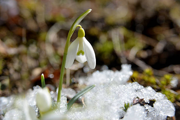 o despertar de primavera - wakening imagens e fotografias de stock