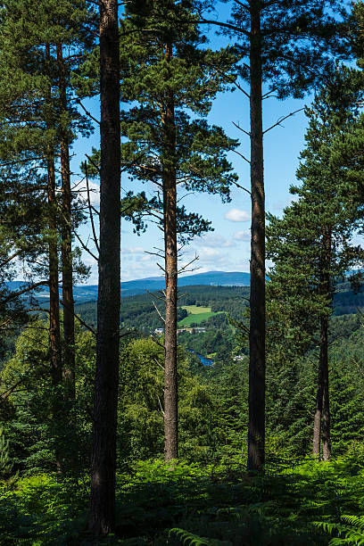 Pine woods and Royal Deeside. stock photo