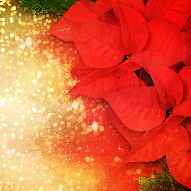 istock Christmas flower poinsettia background 529065780