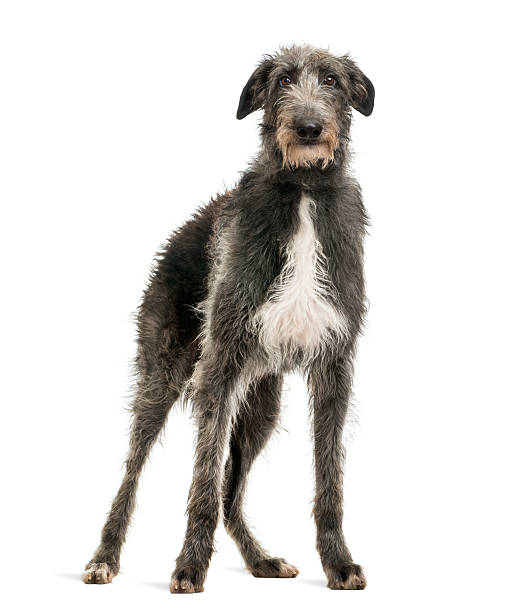 scottish deerhound regardant l'appareil photo, seul sur blanc - sight hound photos et images de collection