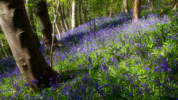 istock Soft Focus Bluebell Wood 529066286