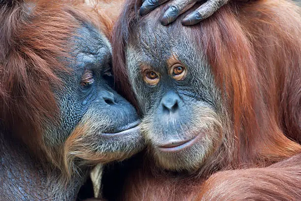 Wild tenderness among orangutan. Mother's kissing her adult daughter.