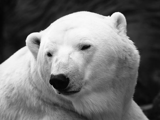 niedźwiedź polarny - polar bear arctic animal snow zdjęcia i obrazy z banku zdjęć