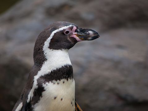 chinstrap penguin on rocks  at  Hydrurga rocks (Pygoscelis antarcticus) - Antarctica