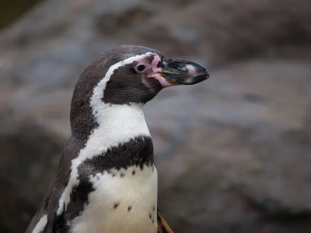 Humboldt Penguin - detailed profile view, spheniscus humboldti