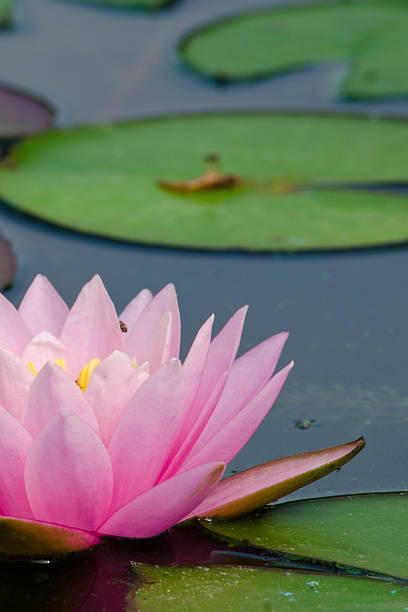 istock beautiful lotus in pond 529067197