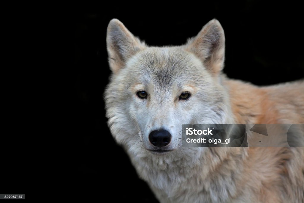 Closeup portrait of a polar wolf male. Closeup portrait of a polar wolf male isolated on black background. Eye to eye contact with the very dangerous beast of the severe North. Beauty of the wildlife. Wolf Stock Photo