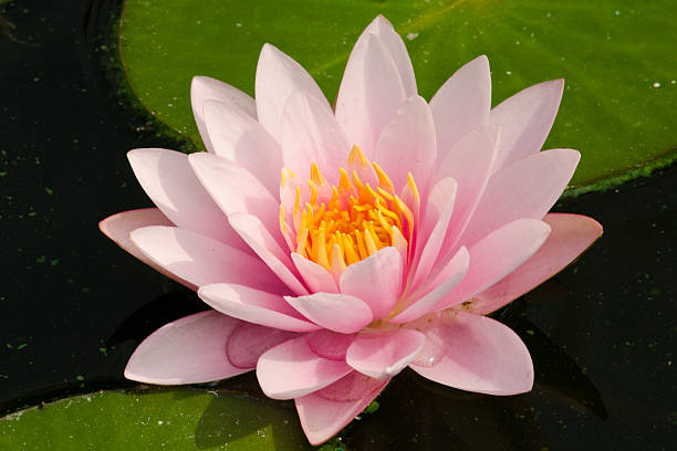 istock beautiful lotus in pond 529067483