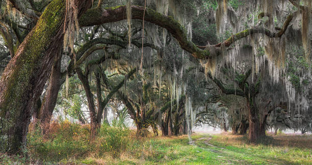 istock South Carolina Lowcountry Live Oak Tree Tunnel with Spanish Moss 529067784