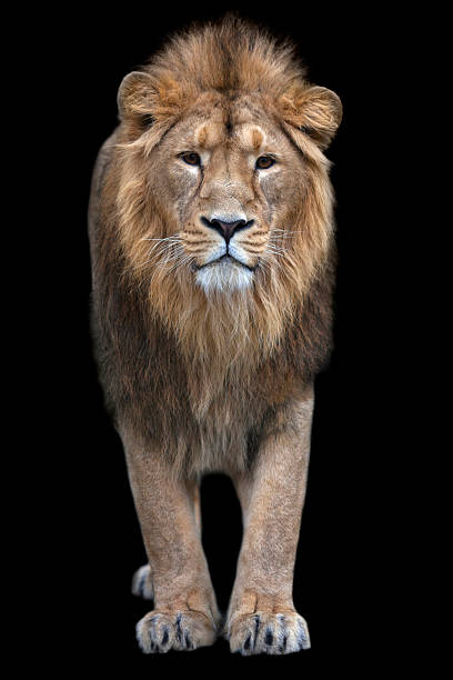 istock Fullsize portrait of a young Asian lion. 529068095