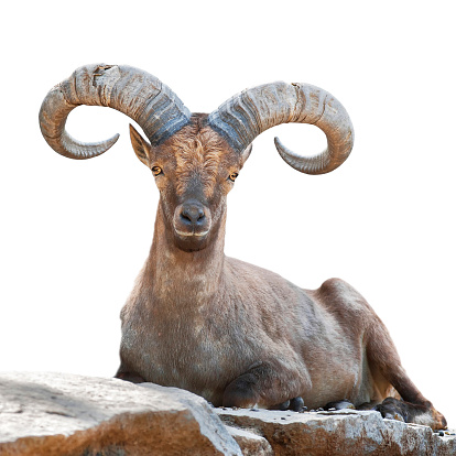 Stare of a mountain goat male. Closeup portrait, isolated on white background. Big rounded horns of wild hoofed animal.