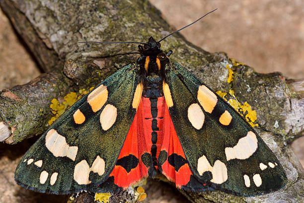 istock Scarlet tiger moth (Callimorpha dominula) with wings open and re 529068760