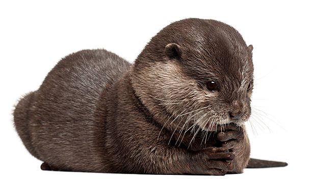 istock Oriental small-clawed otter, Amblonyx Cinereus, 5 years old, sitting 529068826