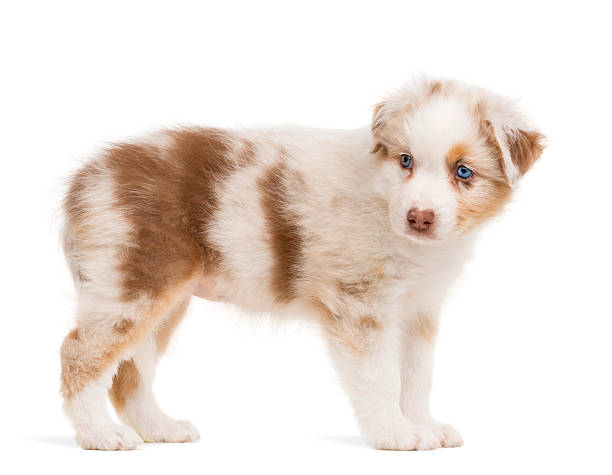 istock Side view of an Australian Shepherd puppy standing 529068880