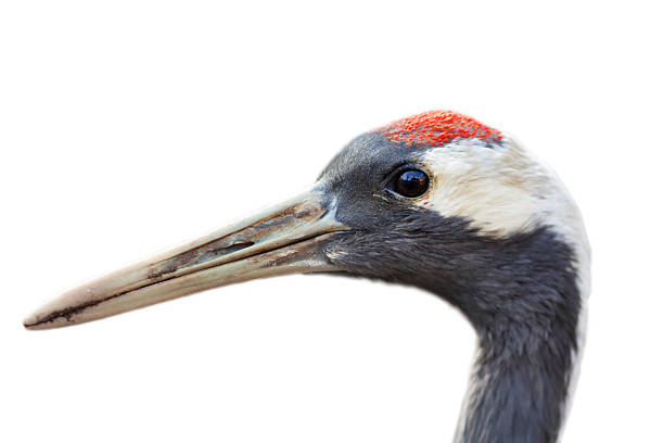 istock Closeup portrait of a Red-crowned crane (Grus japonensis). 529068959